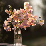 Sweet Pea 'Spring Sunshine Champagne'