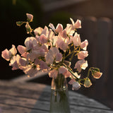 Sweet Pea 'Spring Sunshine Champagne'