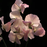 Sweet Pea 'Spring Sunshine Champagne'
