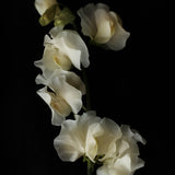 Sweet Pea 'Spring Sunshine Cream'