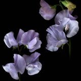 Sweet Pea 'Spring Sunshine Light Blue'