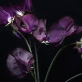 Sweet Pea 'Winter Sunshine Navy'