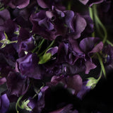 Sweet Pea 'Winter Sunshine Navy'