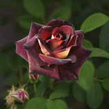 Hybrid Tea Rose 'Dark Night' (Eddy Mitchell®) Bare-root