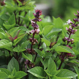 Basil 'Thai'