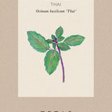 Basil 'Thai'