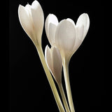 Colchicum 'Autumnale Album'