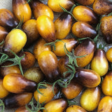 Tomato 'Indigo Kumquat'