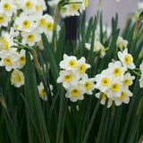 Daffodil 'Minnow'