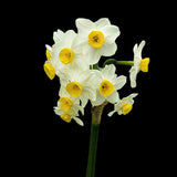 Daffodil 'Minnow'