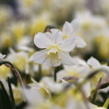 Daffodil 'Pueblo'