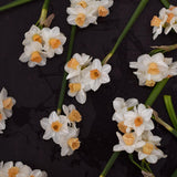 Daffodil 'Kapiti Peach'