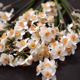 Daffodil 'Kapiti Peach'