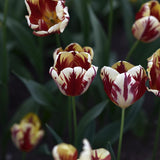 Tulip 'Grand Perfection'