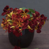 Nasturtium 'Black Velvet'