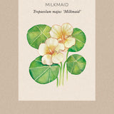 Nasturtium 'Milkmaid'