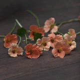 Nasturtium 'Salmon Baby'