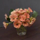 Nasturtium 'Salmon Baby'