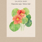 Nasturtium 'Salmon Baby'