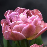 Tulip 'Amazing Grace'