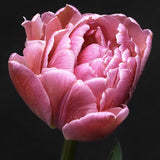 Tulip 'Amazing Grace'
