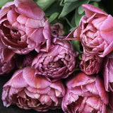 Tulip 'Amazing Grace'