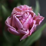 Tulip 'Amazing Grace'