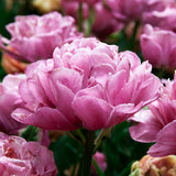 Tulip 'Amazing Grace'