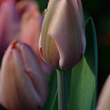 Tulip 'Apricot Delight'