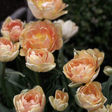 Tulip 'Charming Lady'