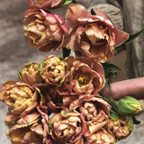 Tulip 'La Belle Epoque'