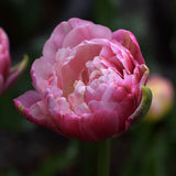 Tulip 'Libretto Double'