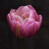 Tulip 'Libretto Double'