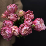 Tulip 'Libretto Double'