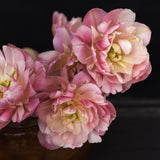 Tulip 'Libretto Double'