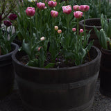 Tulip 'Libretto Double'