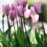 Tulip 'Light and Dreamy'