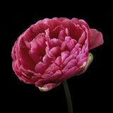 Tulip 'Amazing Grace'