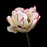 Tulip 'Belicia'