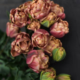 Tulip 'La Belle Epoque'