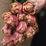 Tulip 'La Belle Epoque'