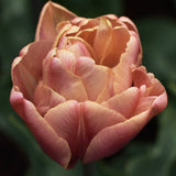 Tulip 'La Belle Epoque'