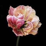 Tulip 'Verona Sunrise'