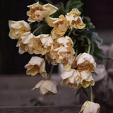 Tulip 'Silk Road'