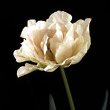 Tulip 'Silk Road'