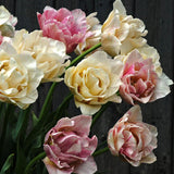Tulip 'Silk Road'