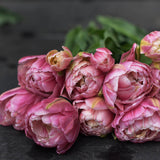 Tulip 'Libretto Double'