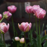 Tulip 'Libretto Double'