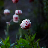 Tulip 'Carnaval de Nice'