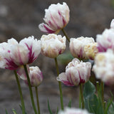 Tulip 'Flaming Margarita'